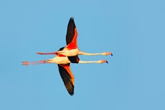 Flying pair of nice pink big bird Greater Flamingo, Phoenicopterus ruber, with clear blue syk, Camargue, France. Greater Flamingo, stock photos Flying pair of nice pink big bird Greater Flamingo, Phoenicopterus ruber, with clear blue syk, Camargue, France. Greater Flamingo, stock photos