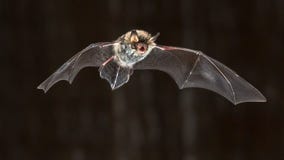 Flying Natterers bat at night