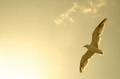 Flying Sea-gull Royalty Free Stock Photography