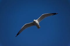 Flying seagull in a blue sky stock photo Flying seagull in a blue sky stock photo