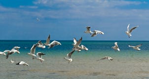 Flying Seagulls Royalty Free Stock Images