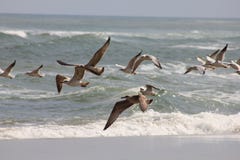 Flying seagulls against the background of the sea stock photos Flying seagulls against the background of the sea stock photos