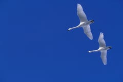 Flying Swan Stock Image