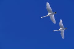 Flying Swans Stock Photography
