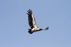 Flying White-Backed Vulture Stock Photography
