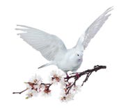 Flying White Dove With Blossoming Cherry Tree Branch Royalty Free Stock Photo