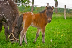 foal stock foto's foal stock foto's