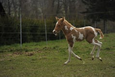 foal stock afbeeldingen foal stock afbeeldingen