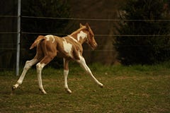 foal stock afbeelding foal stock afbeelding