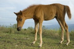 Foal Stock Photography