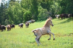 The foal running to the herd of horses stock photo The foal running to the herd of horses stock photo