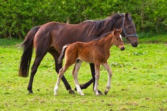 foal άλογο foal άλογο