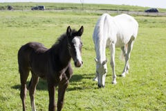 Foal με τη φοράδα στοκ εικόνες Foal με τη φοράδα στοκ εικόνες