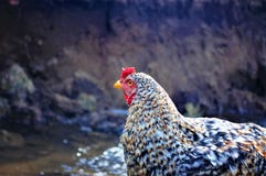 Foco del ojo del pollo en el campo con el fondo marrón imagen de archivo libre de regalías Foco del ojo del pollo en el campo con el fondo marrón imagen de archivo libre de regalías