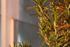 Focus and blur royalty free stock image Focus and blur royalty free stock image