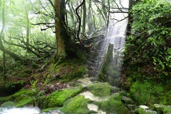 Focus on a tree stump in the sunlight, Yakushima, Japan stock images Focus on a tree stump in the sunlight, Yakushima, Japan stock images