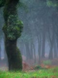 Fog Royalty Free Stock Images Fog Royalty Free Stock Images