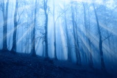 Fog In The Forest Royalty Free Stock Image