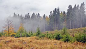 Fog Over Pine Stock Photography