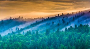 Fog over pine trees at sunrise, seen from Devil's Courthouse, ne royalty free stock image Fog over pine trees at sunrise, seen from Devil's Courthouse, ne royalty free stock image