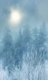 Fog in winter forest. Mobile Phone Wallpaper.