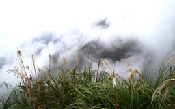 Foggy day in the mountains royalty free stock images Foggy day in the mountains royalty free stock images