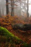Foggy Forest In Giant Mountains Stock Photos