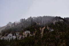 Foggy forest royalty free stock photography Foggy forest royalty free stock photography