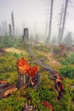 Foggy Morning In Dead Forest Stock Images