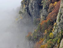 Autumn Forest Foggy