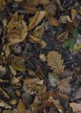 Fogli di autunno caduti immagine stock Fogli di autunno caduti immagine stock