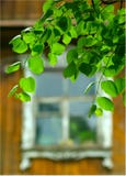 Fogli di verde e finestra della casa di campagna Fotografia Stock Libera da Diritti Fogli di verde e finestra della casa di campagna Fotografia Stock Libera da Diritti