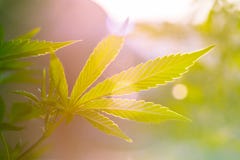 Foglia della cannabis fotografie stock libere da diritti Foglia della cannabis fotografie stock libere da diritti