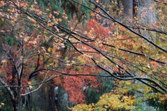 Foglia di acero giapponese rossa ed arancio sul ramo dell'albero dopo pioggia con il giardino di autunno del fondo Fotografia Stock Foglia di acero giapponese rossa ed arancio sul ramo dell'albero dopo pioggia con il giardino di autunno del fondo Fotografia Stock