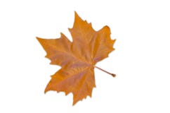 Foglia di acero riccio - Autumn Colour immagini stock Foglia di acero riccio - Autumn Colour immagini stock