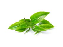 Foglia di tè verde Foglia di tè verde