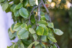 Foglie dell'albero di faggio di pendula della fagus silvatica immagine stock libera da diritti Foglie dell'albero di faggio di pendula della fagus silvatica immagine stock libera da diritti