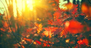 Foglie di autunno fondo, contesto Paesaggio, foglie che oscillano in un albero in parco autunnale Caduta Querce con le foglie var immagine stock libera da diritti Foglie di autunno fondo, contesto Paesaggio, foglie che oscillano in un albero in parco autunnale Caduta Querce con le foglie var immagine stock libera da diritti