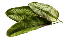 Foglie di Calathea della Pin-banda di ornata di Calathea immagini stock libere da diritti Foglie di Calathea della Pin-banda di ornata di Calathea immagini stock libere da diritti