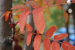 Foglie di rosso su un albero in autunno fotografia stock Foglie di rosso su un albero in autunno fotografia stock