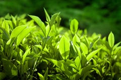 Foglie di tè alla piantagione. L'India Munnar, Kerala fotografia stock Foglie di tè alla piantagione. L'India Munnar, Kerala fotografia stock