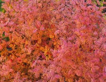 Foglie e barries rossi della sorba di autunno fotografia stock Foglie e barries rossi della sorba di autunno fotografia stock