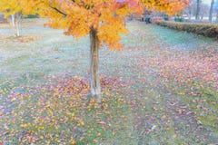 Foglie gialle sul ramo di albero nel authumn, foglia di autunno contro la a fotografie stock libere da diritti Foglie gialle sul ramo di albero nel authumn, foglia di autunno contro la a fotografie stock libere da diritti