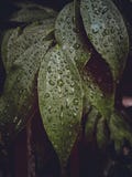 Foglie quando piove immagini stock libere da diritti Foglie quando piove immagini stock libere da diritti