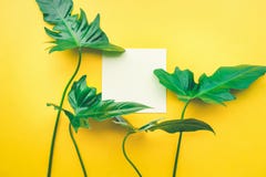 Foglie reali con il fondo bianco dello spazio della copia Botanico tropicale fotografia stock libera da diritti Foglie reali con il fondo bianco dello spazio della copia Botanico tropicale fotografia stock libera da diritti