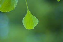 Foglie verdi della foglia del ginkgo immagini stock Foglie verdi della foglia del ginkgo immagini stock