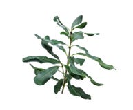 Foglie verdi della noce di macadamia isolate su bianco fotografia stock Foglie verdi della noce di macadamia isolate su bianco fotografia stock