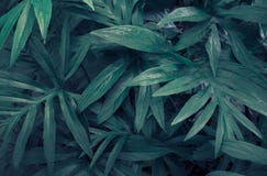Foglie verdi tropicali dello spinosa di Lasia su fondo scuro, fotografia stock libera da diritti Foglie verdi tropicali dello spinosa di Lasia su fondo scuro, fotografia stock libera da diritti