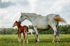 Fohlen- und Stutenpferde weiß und braun in der Wiese stockfotografie Fohlen- und Stutenpferde weiß und braun in der Wiese stockfotografie