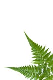 Folha 01 do Fern imagem de stock Folha 01 do Fern imagem de stock
